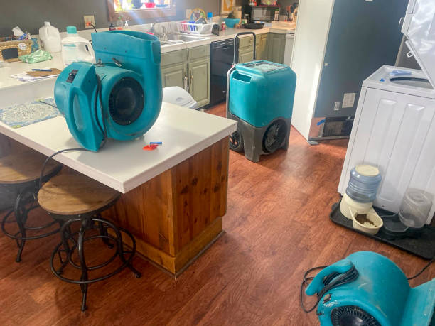 Best Mold removal after water damage  in Sellersburg, IN
